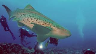 9 Sharks in the Maldives  Diving Liveaboard Kooddoo Fuvahmulah Addu [upl. by Aslam]