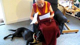 LamaZopaRinpoche and his dog Uma Jangsem [upl. by Sari]