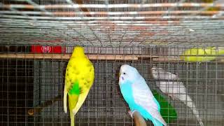 Fluorescent Green Colour Opaline Budgie with Recessive Pied Budgie rainbowbudgies pied budgie [upl. by Fang]