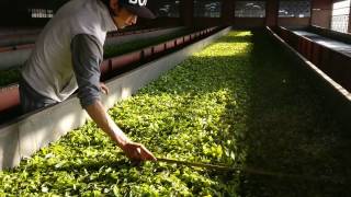 Darjeeling Tea manufacturing process in a tea factory [upl. by Ellerred]