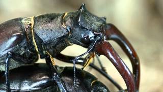 Lucanus cervus mating [upl. by Verner52]