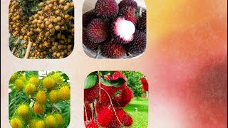 Rambutan Pulasan Longan [upl. by Noraj]