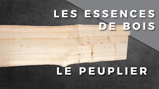 Les essences de bois  Le Peuplier [upl. by Otrebtuc]