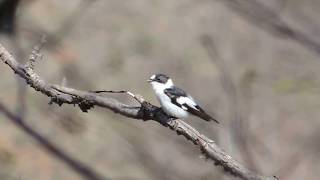 Belovrata muharica  Ficedula albicollis  Collared flycatcher [upl. by Kcirrez]