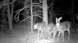 Deer avoidance of IR and Black Flash Trail camera part 2 [upl. by Ursal]