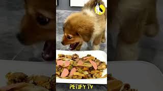 Homemade Dog Food Recipes Review 🐶🍲 dog dogfood pets puppy shorts 2024 review dogvideo cute [upl. by Gilbertine]