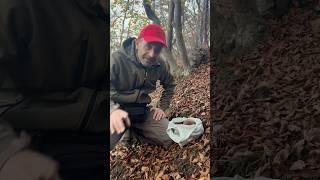 I funghi per un buon risotto😊 1 Novembre Porcini 2024 porcini boletus mushroom forest nature [upl. by Leciram]