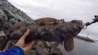 lingcod fishing from shore victoira bc [upl. by Suzann586]