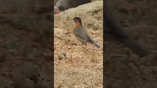 Brahminy Starling [upl. by Llertnov]