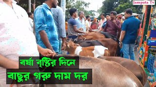 বর্ষা বৃষ্টির দিনে বাছুর গরু দাম দর । [upl. by Daraj917]