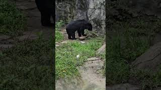 台灣黑熊Formosan Black Bear與黃頭鷺Cattle EgretTaipei Zoo [upl. by Gonyea]