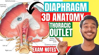 Thoracic Outlet Anatomy 3D  opening of diaphragm anatomy  Outlet of thorax anatomy [upl. by Leva11]