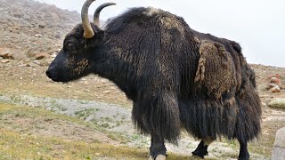 The Yak Farm  Nepal  Dolpa  lajimbudha [upl. by Auhsaj]