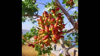 Pistachios a delicious fruit nut [upl. by Sousa690]