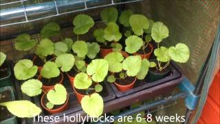 hollyhocks from seed Successful propagation Tips and Help [upl. by Buehrer979]