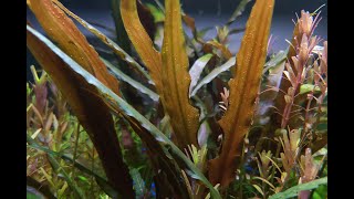 Cryptocoryne Undulatus amp Cryptocoryne Affinis VideoPhotoshoot [upl. by Carlita]