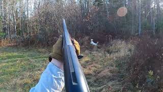 Woodcock hunting over my english setter Bonnie VERMONT UPLAND HUNTING [upl. by Adiana602]