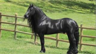 Highly acclaimed Friesian Stallion SPECTACULAR JAWDROPPING [upl. by Derdlim]