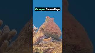 Octopus Camouflage [upl. by Selrac724]