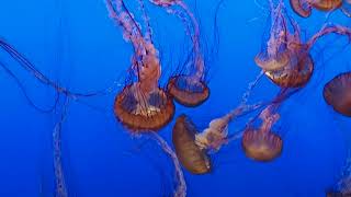 Jellyfish in Monterey Aquarium California on February 5 2023 2 [upl. by Enrique]