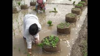 Vegetable intercrops in summer rice using gunny bag columns for better nutrition amp economy India [upl. by Paulie]