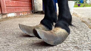 Trimming Extremely Long Hooves On A Shetland Pony [upl. by Mat]