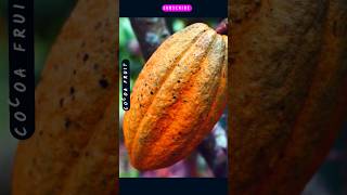 Beautiful Cocoa  Cacao fruit nature fruit cocoa trending youtube shorts [upl. by Templeton]