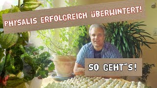 Physalis erfolgreich überwintert  so geht´s [upl. by Lavotsirc]