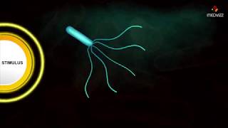 Flagellar Movement  Medical microbiology animations [upl. by Farrington445]