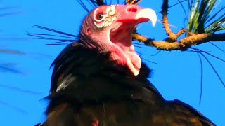 Turkey vulture flying spreading wings call sound  Bird [upl. by Slavic]