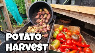 Potato Harvest Picasso and Sarpo mira potatoes Grown in 30l Containers [upl. by Ffilc]