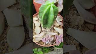 Crested Fred Ives leaf Propagation succulent leafpropagation crested fr [upl. by Loris198]