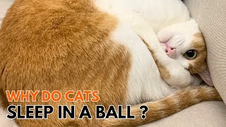 Why Do Cats Sleep In A Ball cat sleep cats catvideo cutecat orangecat orangecats [upl. by Macintosh763]