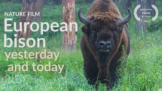 European bison Bison bonasus yesterday and today [upl. by Edora]