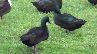 Cayuga Ducks [upl. by Stearn827]