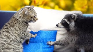 Reaction to VALERIANA by HYPE the Raccoon and STIRLITZ the Cat [upl. by Sophy]