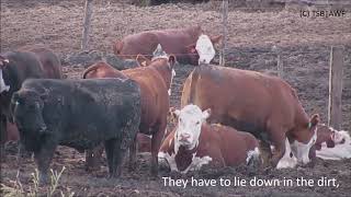 High Quality Beef Feedlots English [upl. by Veal]