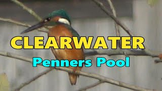 CLEARWATER PENNERS POOL [upl. by Buschi]