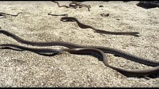 Snake vs Iguana  Planet Earth II  Saturdays  98c [upl. by Obmar851]