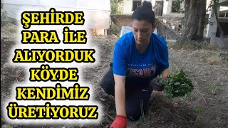 ŞEHİRDE PARA İLE ALIYORDUK KÖYDE KENDİMİZ YETİŞTİRİYORUZ  ŞEHİRDEN KÖYE GÖÇ ETTİK köyegöç köy [upl. by Ojyram742]