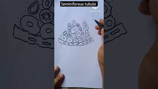 Seminiferous tubules diagram easy shorts viral youtubeshorts biology drawing shortvideo [upl. by Atiram]