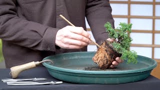 Making a Bonsai tree from cheap material [upl. by Fasta922]