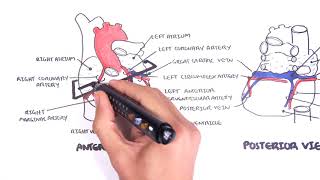 Clinical Anatomy  Cardiac Coronary Vessels left and right coronary artery venous sinus [upl. by Tugman797]