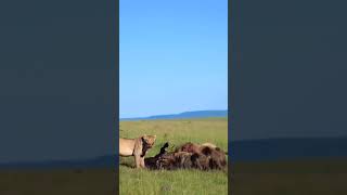 Lion and African Dog Feast Together Wildlife Savanna [upl. by Anoo291]