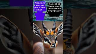 “DIK DIK” is a small antelope native to Eastern Africa peacefulmind0897 subscribe ytshorts fyp [upl. by Garner]