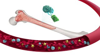 Discover How BESREMi® ropeginterferon alfa2bnjft Works to Target the Source [upl. by Essam]