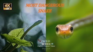 MOST DENGEROUS SNAKE nature wildlife [upl. by Ahsaetan]