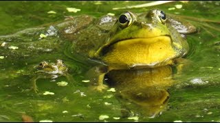 Grenouille verte du nord cri 🐸 Northern Green Frog call 🐸 [upl. by Carmelita665]