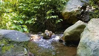 Sounds of Nature flowing river water birds chirping and green plants for a better sleep [upl. by Dettmer171]