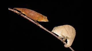 Rhampholeon temporalis from E Usambara Mts Tanzania [upl. by Nrevel676]